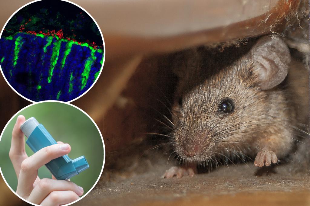 Discovery of mouse droppings may hold answers to NYC's high asthma rates