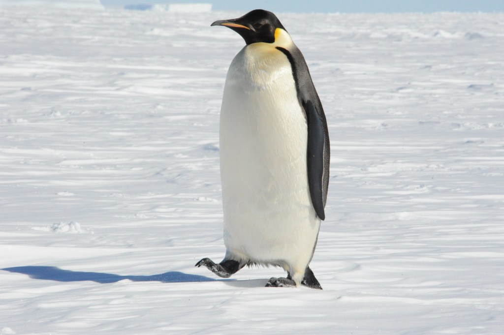 An emperor penguin breaking away from the sea ice